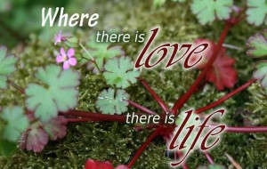 Where there is love there is life
